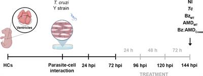Benznidazole and amiodarone combined treatment attenuates cytoskeletal damage in Trypanosoma cruzi-infected cardiac cells